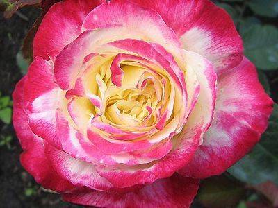Королева двухцветных чайно-гибридных роз Дабл Делайт - fikus.guru