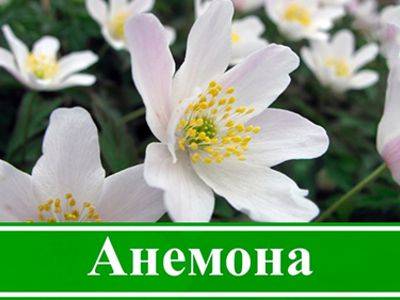 Цветок Анемона: посадка анемона в открытый грунт, уход за цветком - fikus.guru