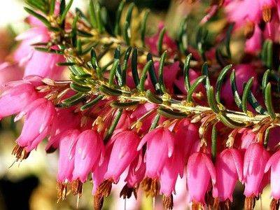 Растение эрика: советы по уходу, сорта и посадка растения - fikus.guru - Англия - Юар - Германия - Снг