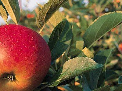 Эффективные методы борьбы с яблоневым цветоедом - fikus.guru