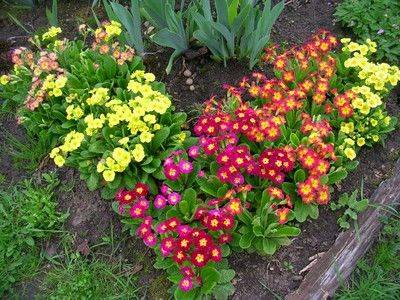 Многолетники в саду – виды цветов и условия выращивания - fikus.guru
