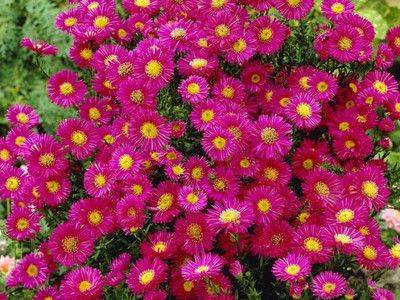 Многолетние садовые кустовые цветы: описание и особенности - fikus.guru