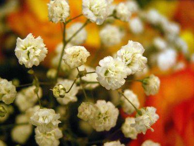Цветок гипсофила многолетняя — посадка и уход за растением - fikus.guru - Новая Зеландия