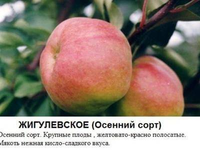 Лучшие сорта яблони для Сибири: описание и характеристика - fikus.guru - республика Алтай