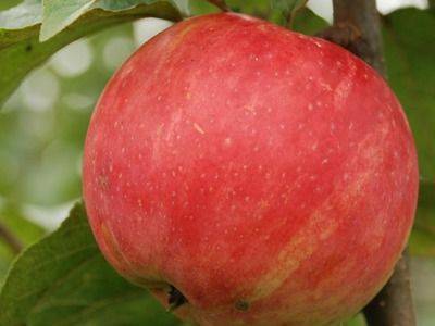 История создания и описание яблони Услада, уход за культурой - fikus.guru
