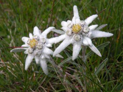 Цветок эдельвейс альпийский – растение удачи и любви - fikus.guru - Швейцария