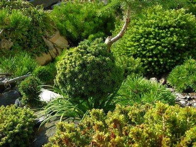 Виды вечнозелёных растений и их использование в саду - fikus.guru