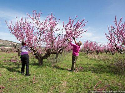 Как правильно начинать обрезку персика весной? - fikus.guru