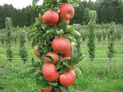 Колоновидная яблоня: описание дерева, посадка и уход - fikus.guru