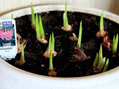Выращивание гладиолусов: на какую глубину сажать - fikus.guru