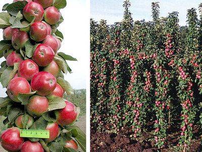 Особенности выращивания колоновидной яблони сорта Васюган - fikus.guru