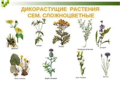 Дикорастущие растения: описание, особенности и примеры - fikus.guru