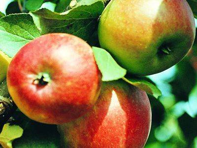 Сорта карликовых яблонь, описание и особенности выращивания - fikus.guru