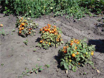 Основы выращивания помидоров: уход за томатами после посадки - fikus.guru