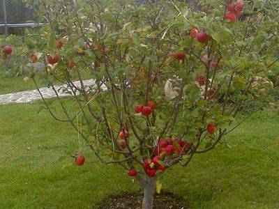 Что можно посадить под яблоней в саду - fikus.guru