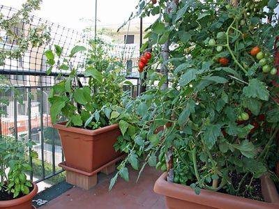 Пошаговая инструкция по выращиванию помидоров на балконе - fikus.guru - штат Флорида