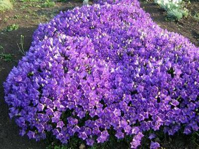 Садовая многолетняя кампанула - красивый цветок в саду - fikus.guru
