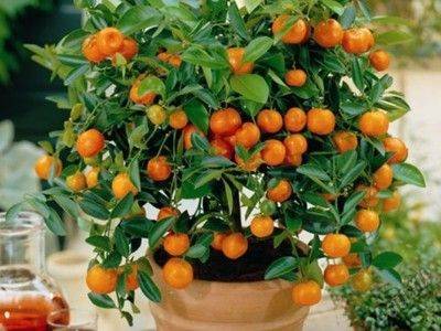 Как вырастить из косточки апельсиновое дерево - fikus.guru