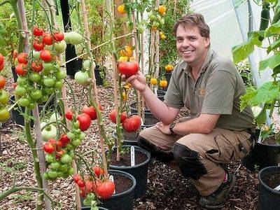 Как вырастить помидоры семенами, рассада томатов - fikus.guru - Сша