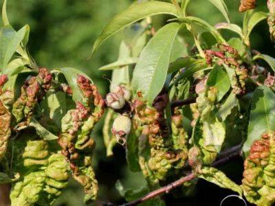 Основные болезни деревьев персика и борьба с ними - fikus.guru