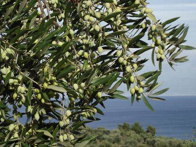 Европейское оливковое дерево: выращивание и уход - fikus.guru - Австралия