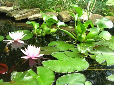 Водный гиацинт эйхорния – как выращивать - fikus.guru