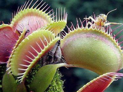 Чарльз Дарвин - Насекомоядный цветок. Плотоядные хищные растения - fikus.guru - Мадагаскар