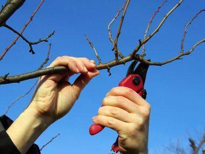 Обрезка вишни весной: с чего начинать и как правильно делать - fikus.guru