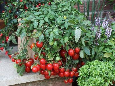 Выращивание помидоров в домашних условиях, томаты в горшке - fikus.guru