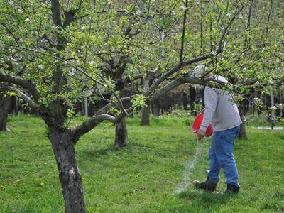 Каким образом делать подкормку яблони и груши весной - fikus.guru