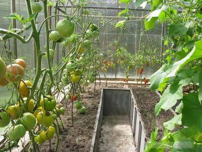 Как ухаживать за помидорами в теплице: высадка томатов - fikus.guru