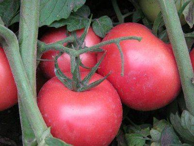 Выращивание томата Бобкат: характеристика сорта, описание - fikus.guru