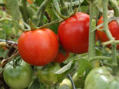 Выращивание томатов сорта Взрыв, характеристика и описание - fikus.guru