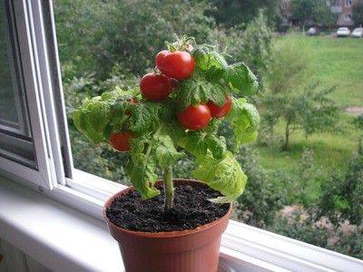 Как вырастить помидоры на подоконнике в квартире? - fikus.guru