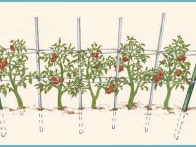 Как подвязывать помидоры в открытом грунте - fikus.guru