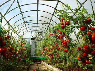 Выращивание томатов в теплице из поликарбоната - fikus.guru