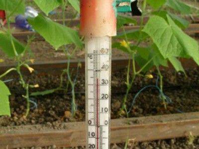 При какой температуре высаживают помидоры в теплицу - fikus.guru