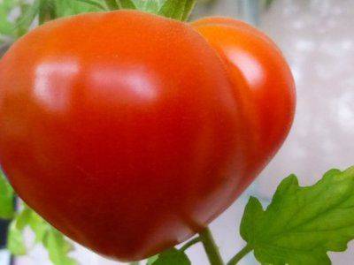 Томат Будёновка характеристика и описание сорта. Выращивание помидоров - fikus.guru