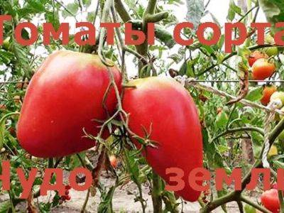 Характеристика и описание сорта томатов «Чудо земли» - fikus.guru
