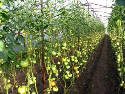 Схема посадки томатов: сколько их посадить в теплице 3х6 м - fikus.guru