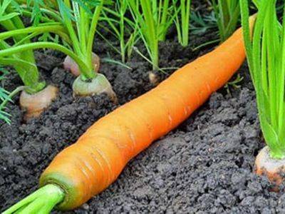 Особенности выращивания моркови в открытом грунте - fikus.guru