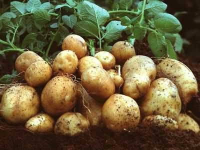 Метод посадки и выращивания картофеля под соломой - fikus.guru - Россия - Украина
