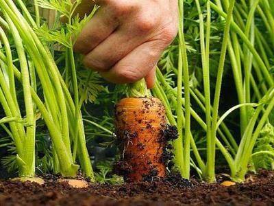Какую вкусную и большую морковь лучше посадить: выбор сорта - fikus.guru