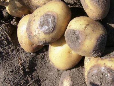 Как бороться с фитофторой на картофеле: обработка - fikus.guru