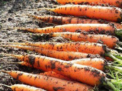 Как сажать морковь на ленте в открытом грунте: советы огородникам - fikus.guru - Австралия - Новая Зеландия