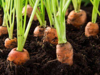 Выращивание моркови: как правильно выращивать и ухаживать - fikus.guru