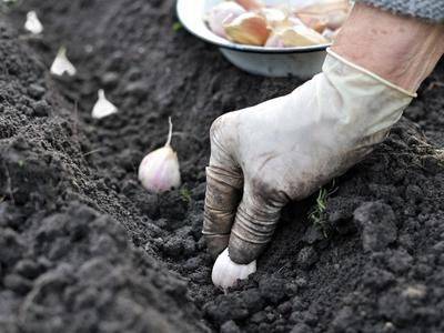 Подготовка чеснока к посадке весной, и выращивание чесночного урожая - fikus.guru