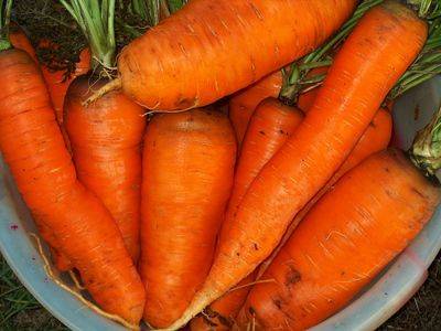 Как посеять морковь, чтобы быстро взошла - fikus.guru