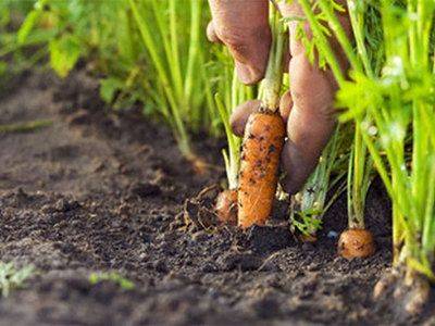 Как правильно сажать морковь весной и осенью - fikus.guru