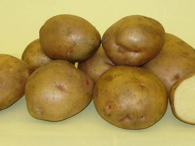 Описание, выращивание и уход за сортом картофеля Жуковский - fikus.guru